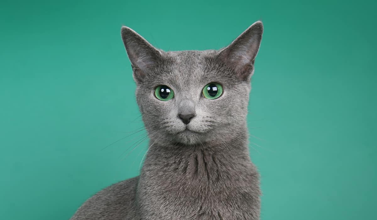 Allergy and Dermatology