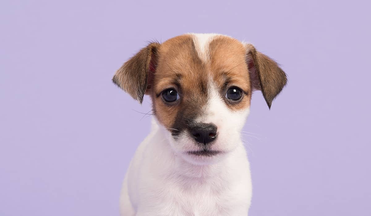 Diagnostics and In-house lab