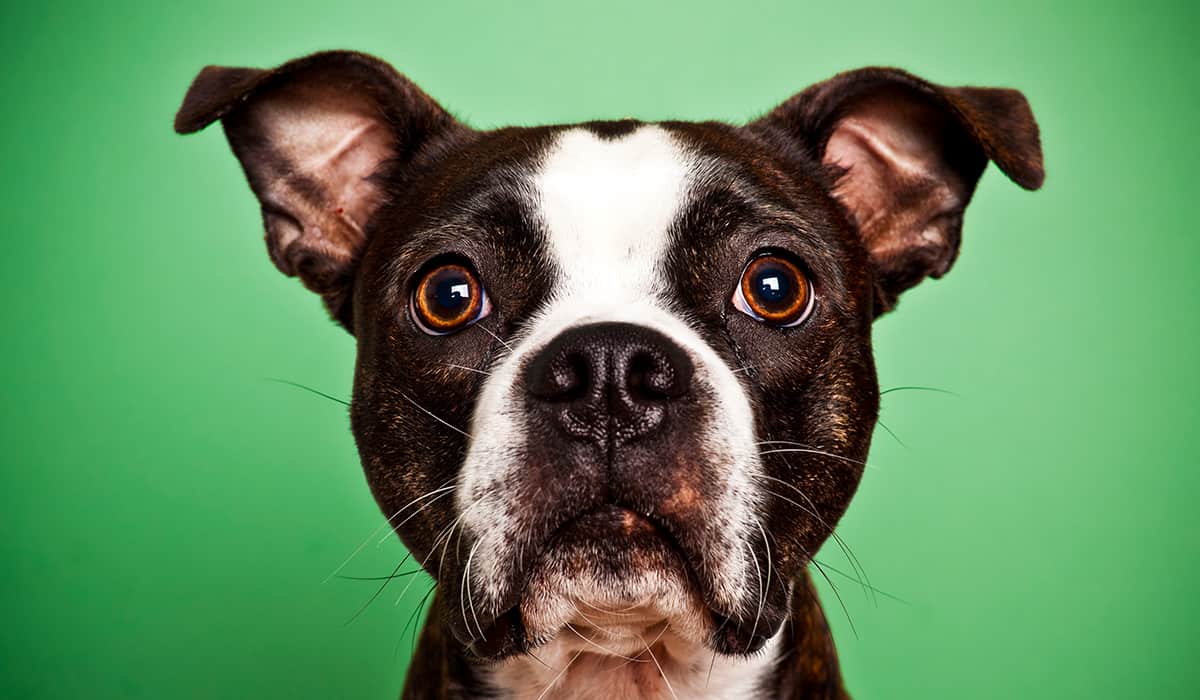 Sick or Injured Pets