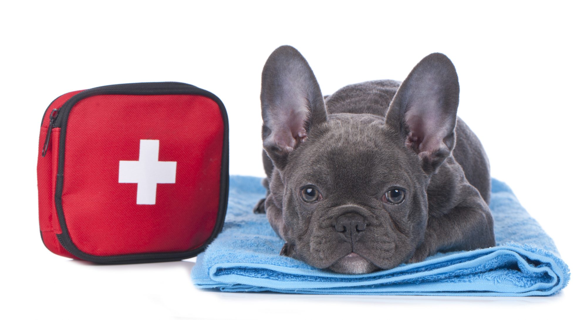 Frenchie with a first aid kit. 