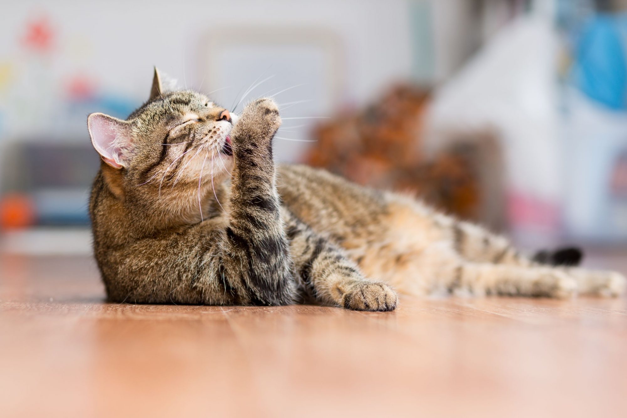 Brown short hair tabby licks paws