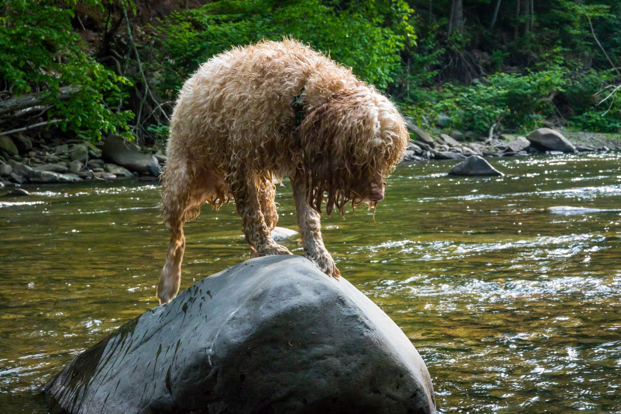 Five Unforgettable Pet-Friendly Hikes Near Nashville