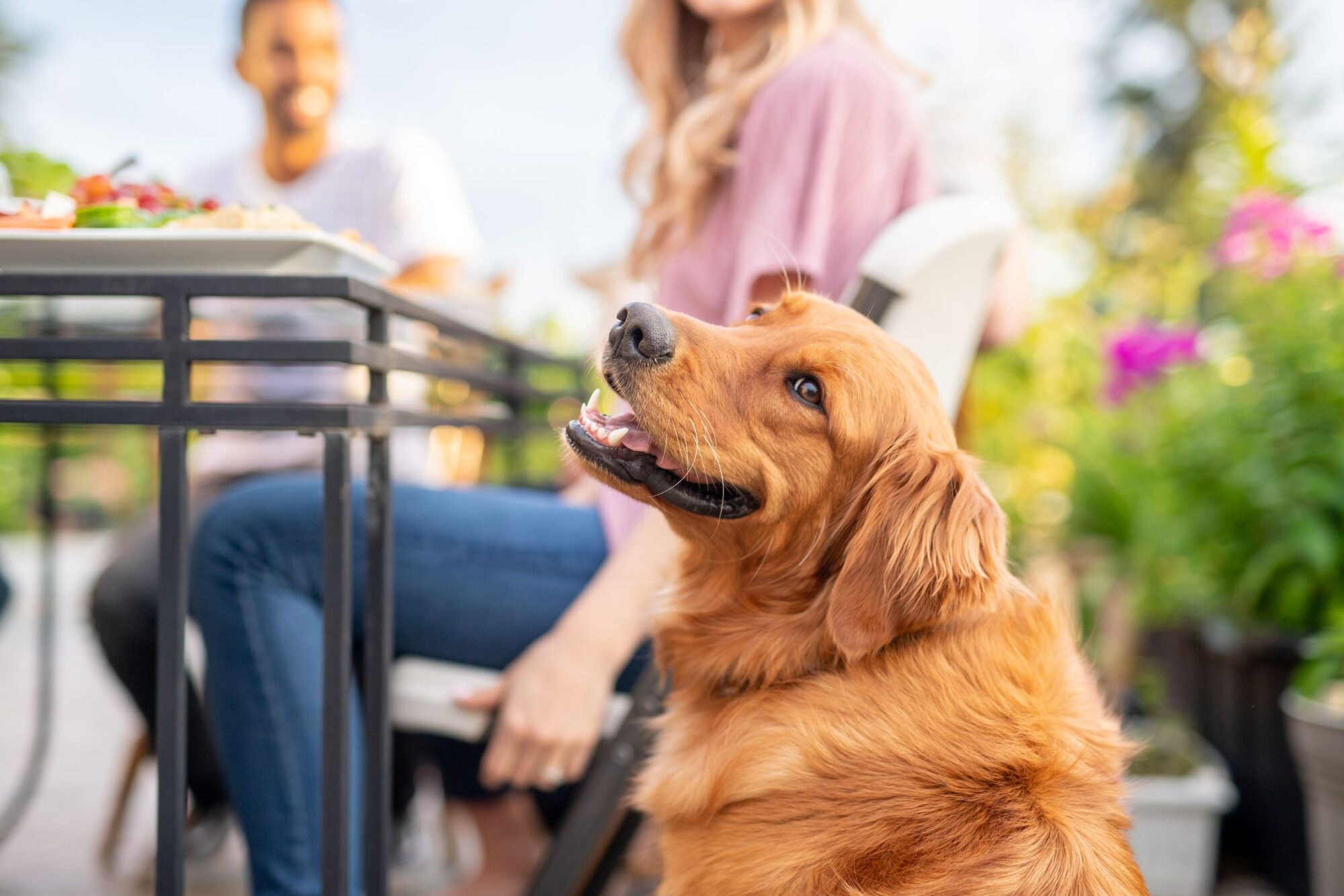 Relaxing Activities for You and Your Pet on Labor Day