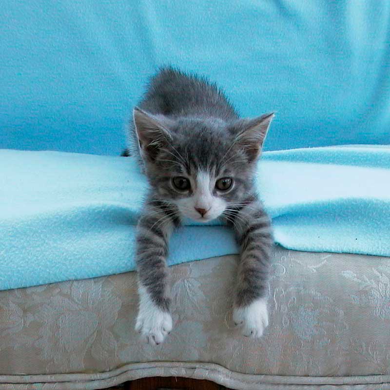 A kitten on a couch A kitten on a couch