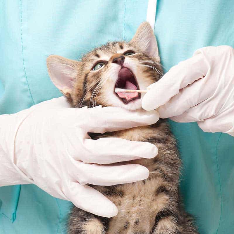 Swabbing a kitten's mouth to test for symptoms Swabbing a kitten's mouth to test for symptoms
