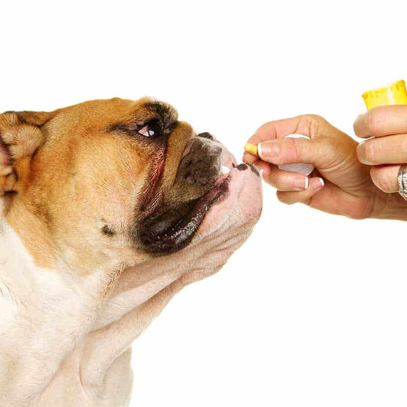 A dog being given medicine A dog being given medicine