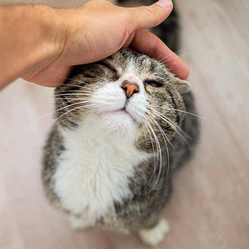 A senior cat getting petted A senior cat getting petted