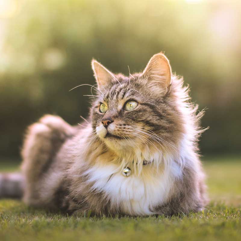 An older cat laying in grass An older cat laying in grass