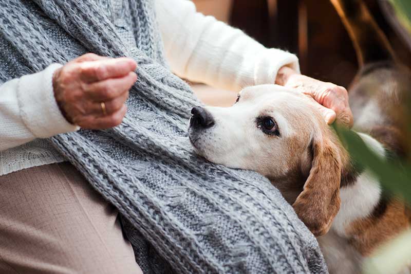 An old dog being given a treat