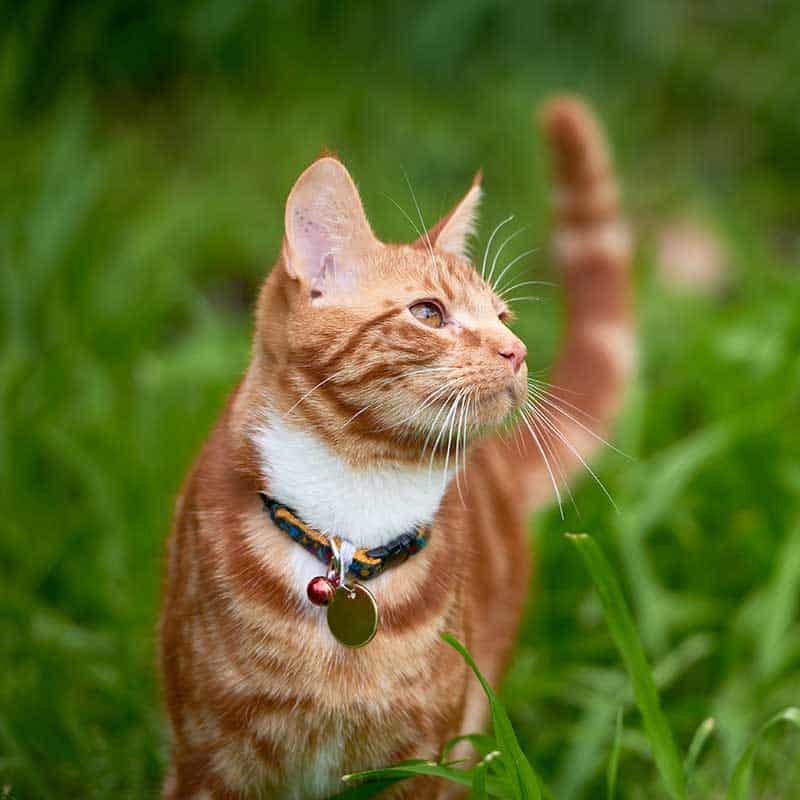 A tabby cat looking up from a yard A tabby cat looking up from a yard
