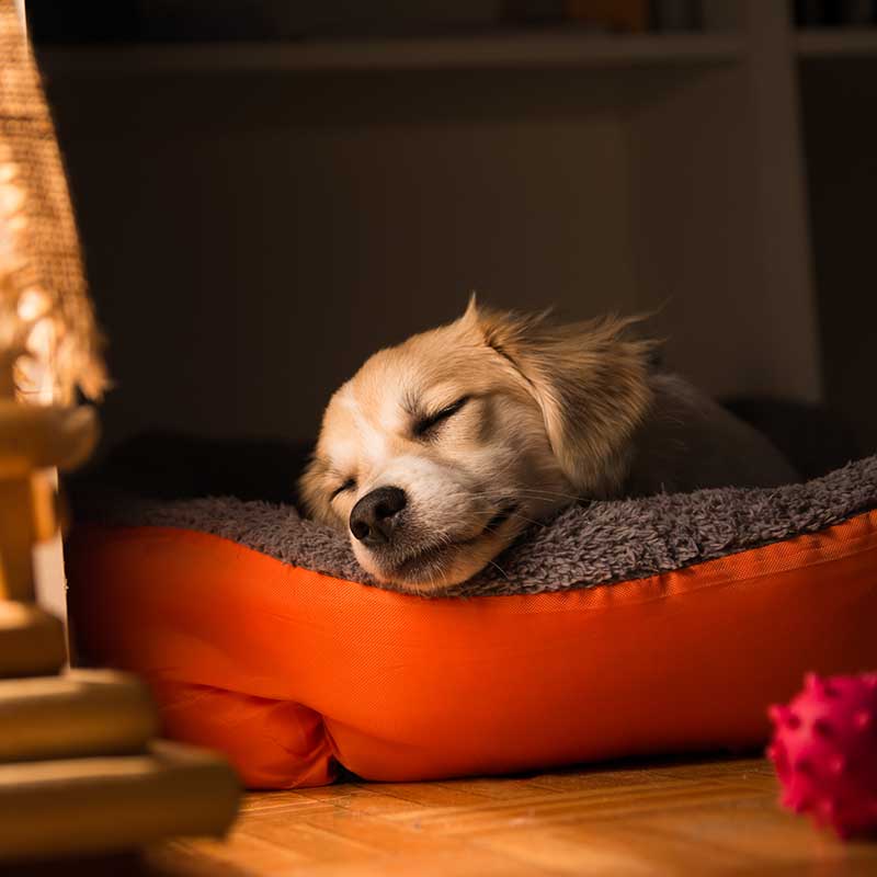 A puppy sleeping in a pet bed A puppy sleeping in a pet bed