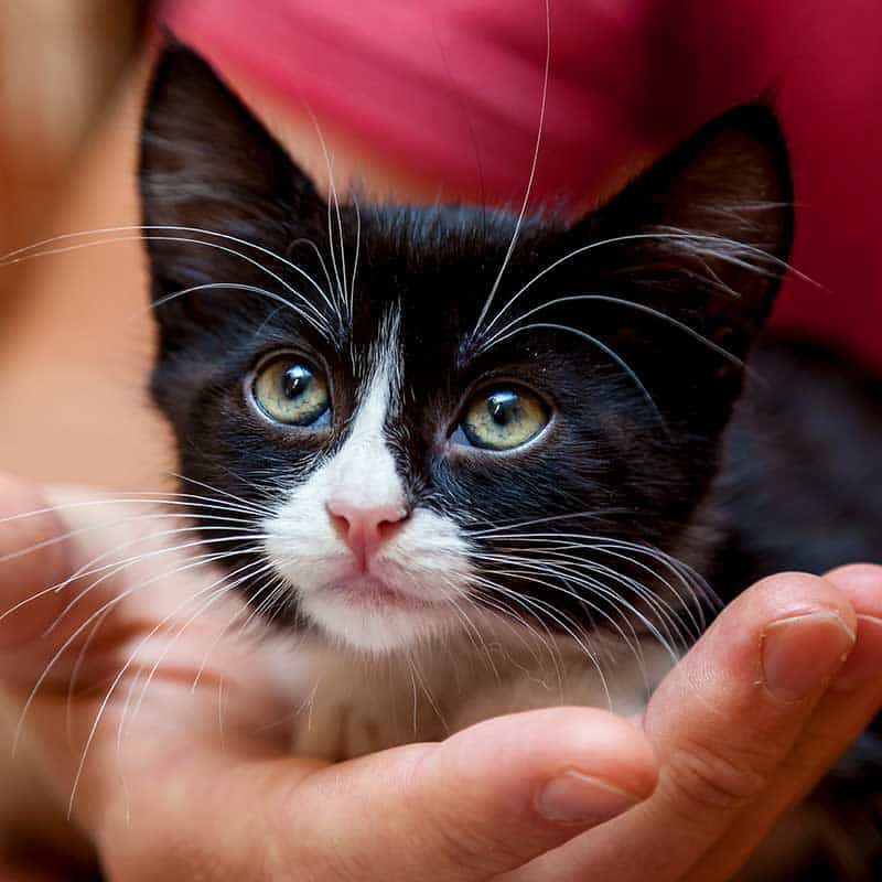 A kitten sitting in a lap A kitten sitting in a lap