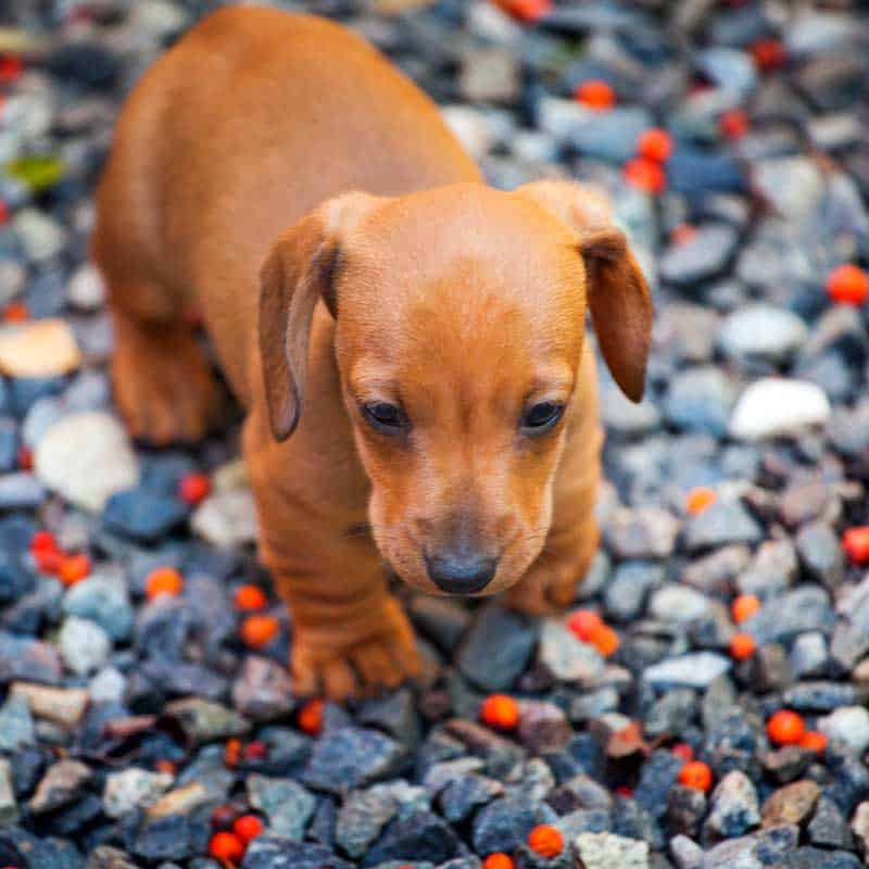 A puppy walking on beach stones A puppy walking on beach stones