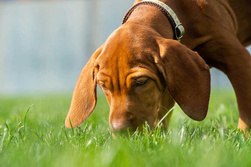 A puppy sniffing the grass