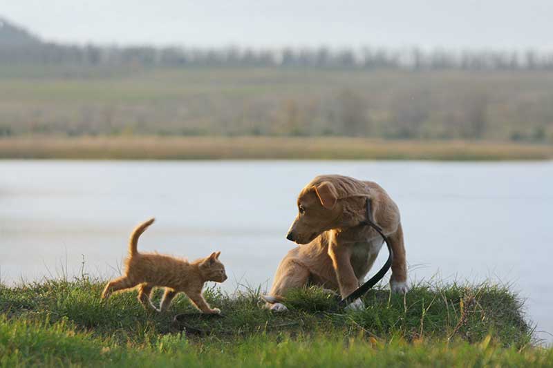 A dog and kitten near a lake