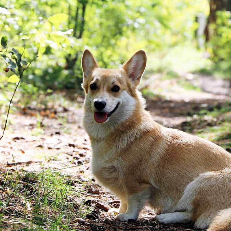 A corgie in a forest A corgie in a forest