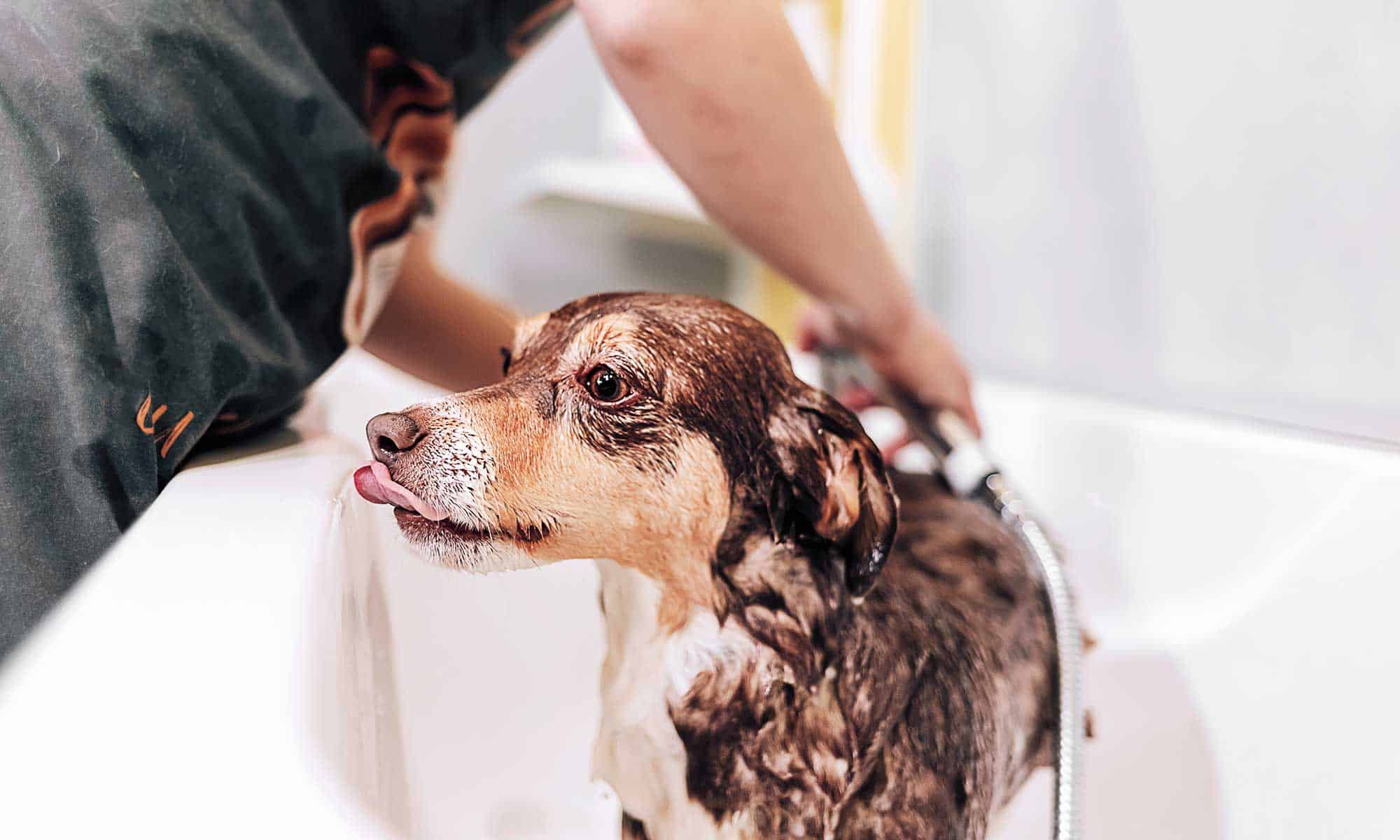 A dog being given a bath