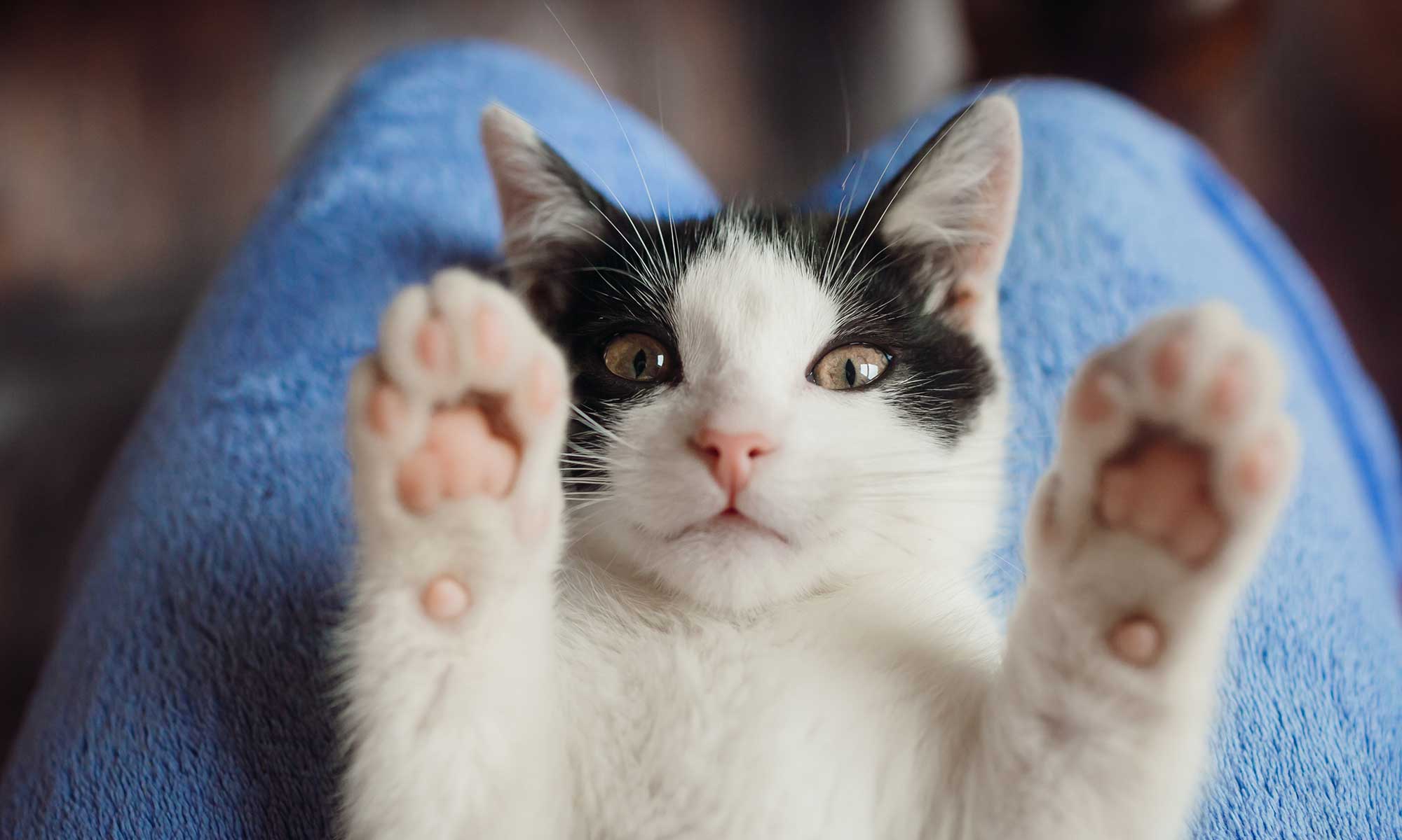 A cat laying in a person's lap