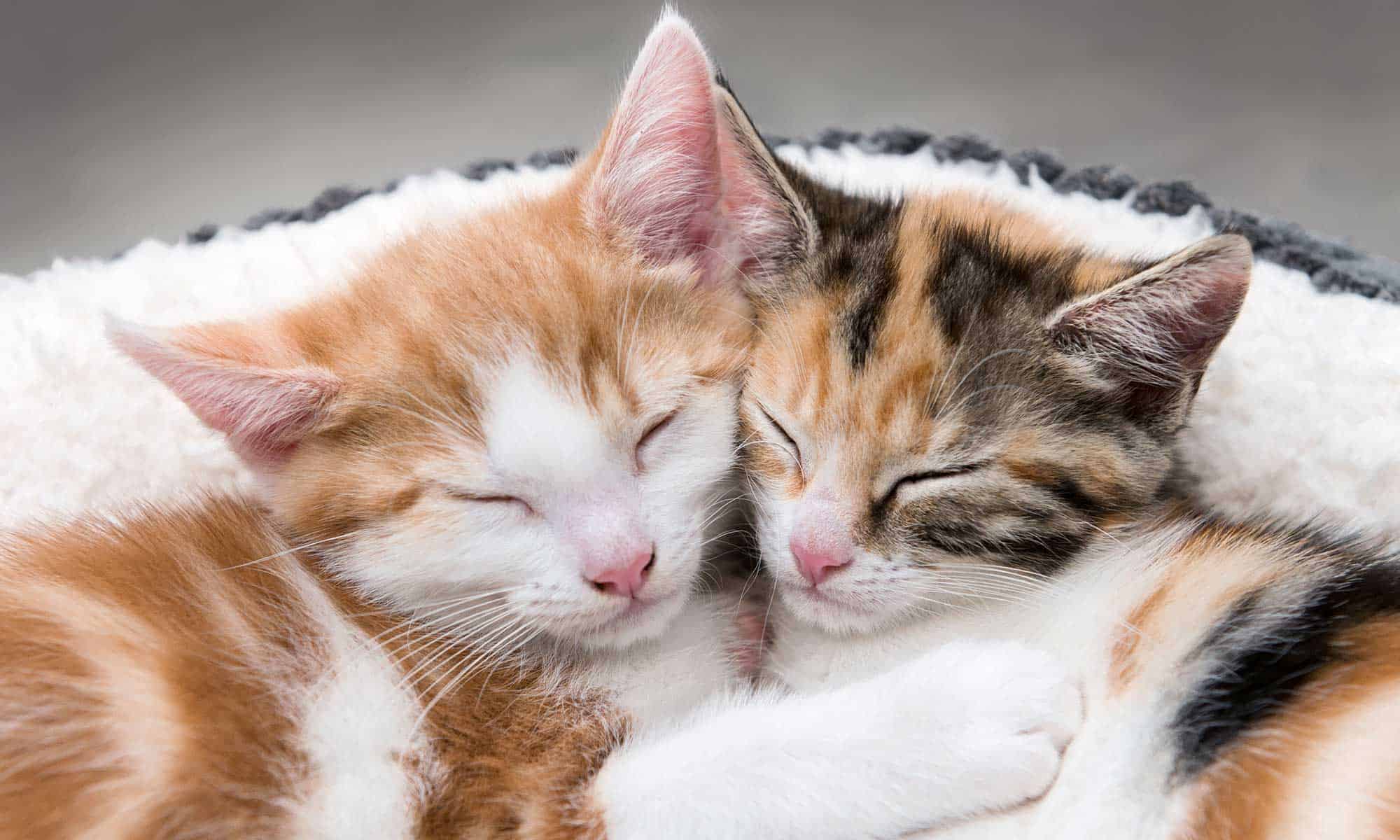 Two cats curled up together