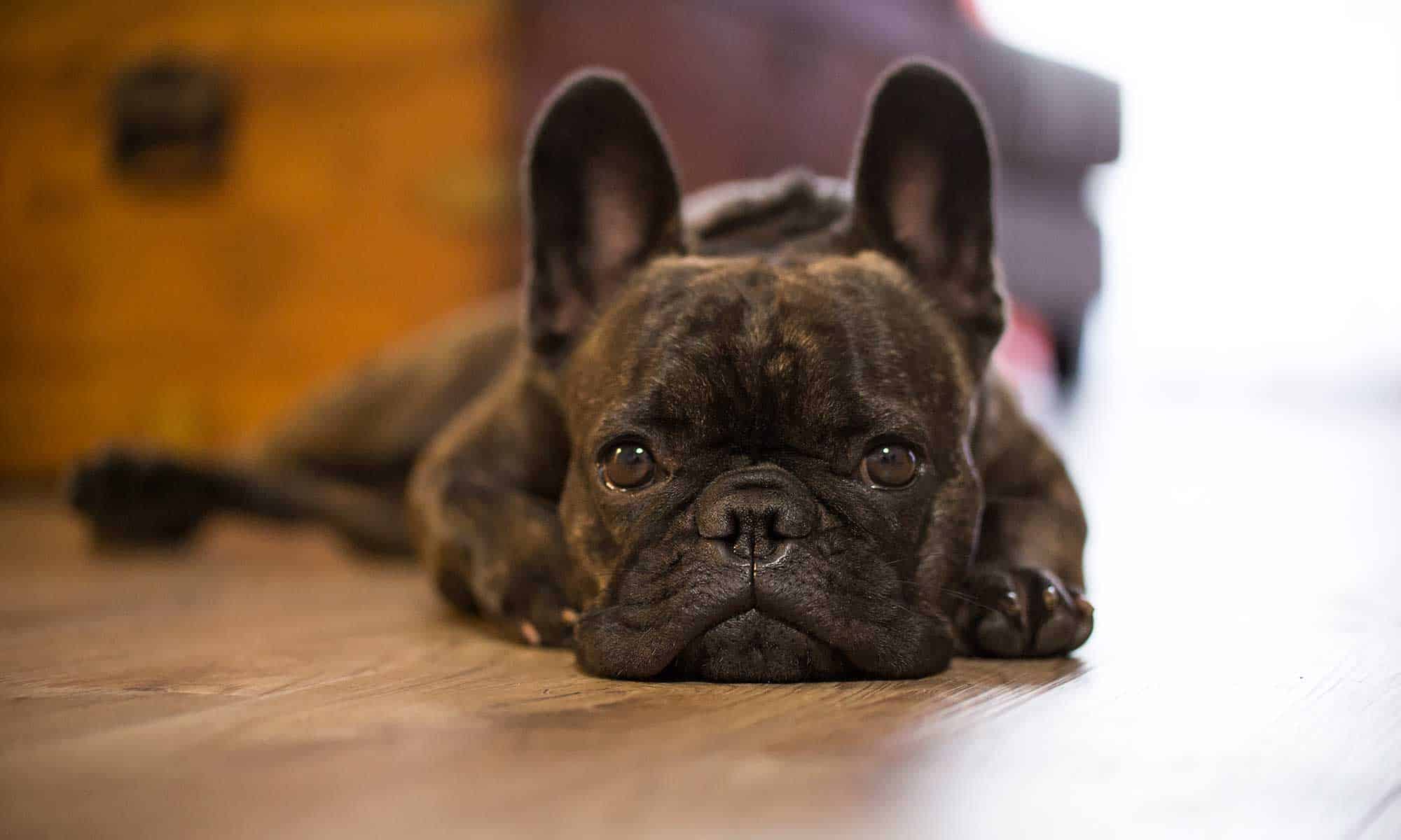 A dog laying on the floor with its ears perked