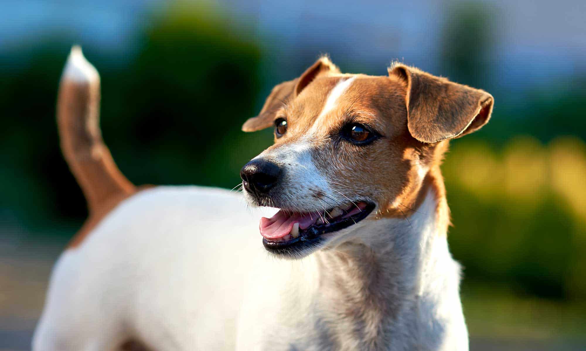 A Jack Russell terrier in the outdoors