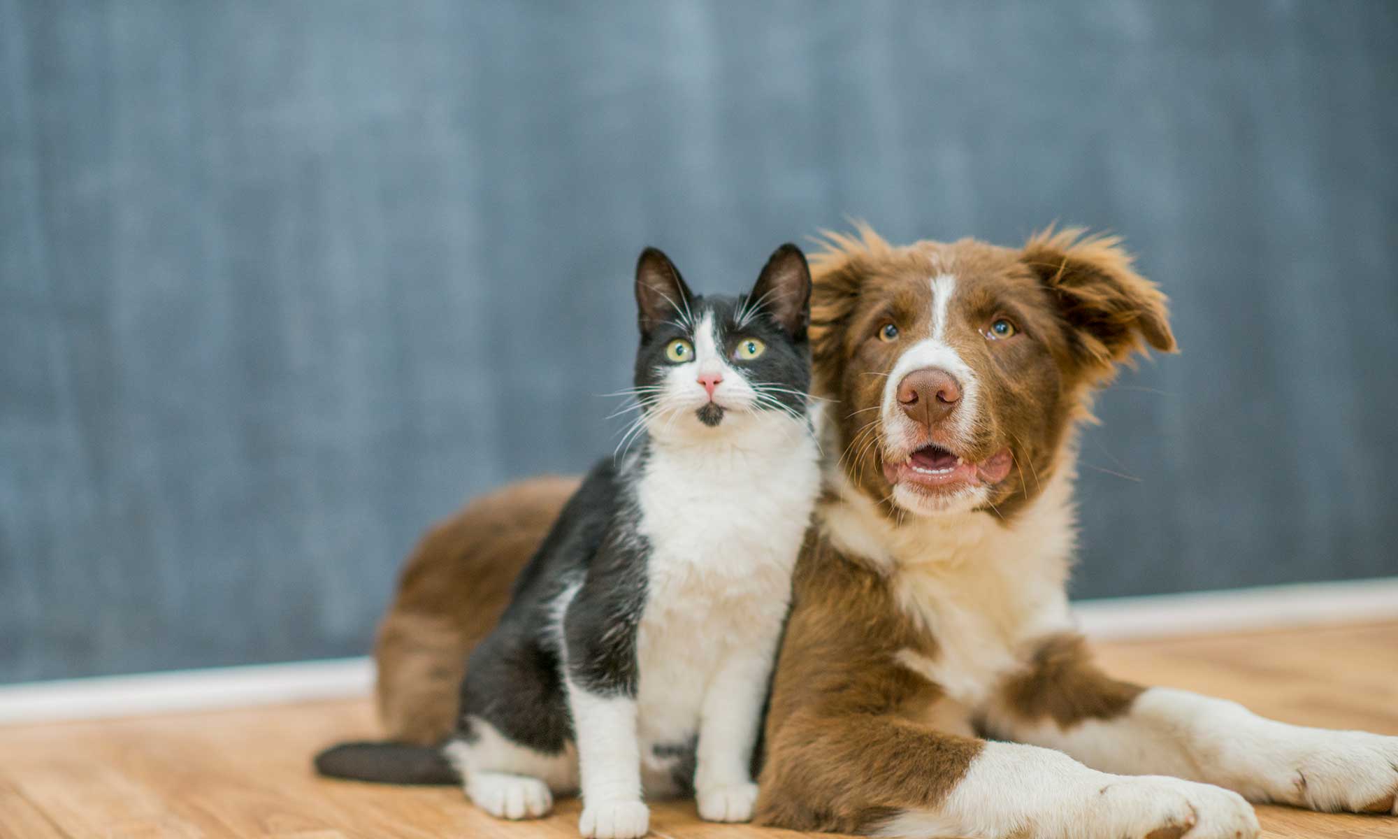 A dog and cat in front of a teal background