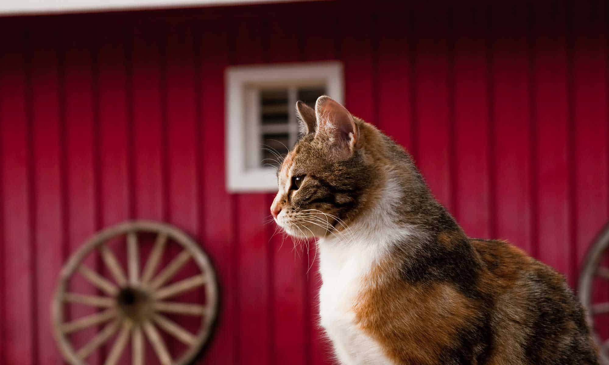 A cat sitting in front of a red barn